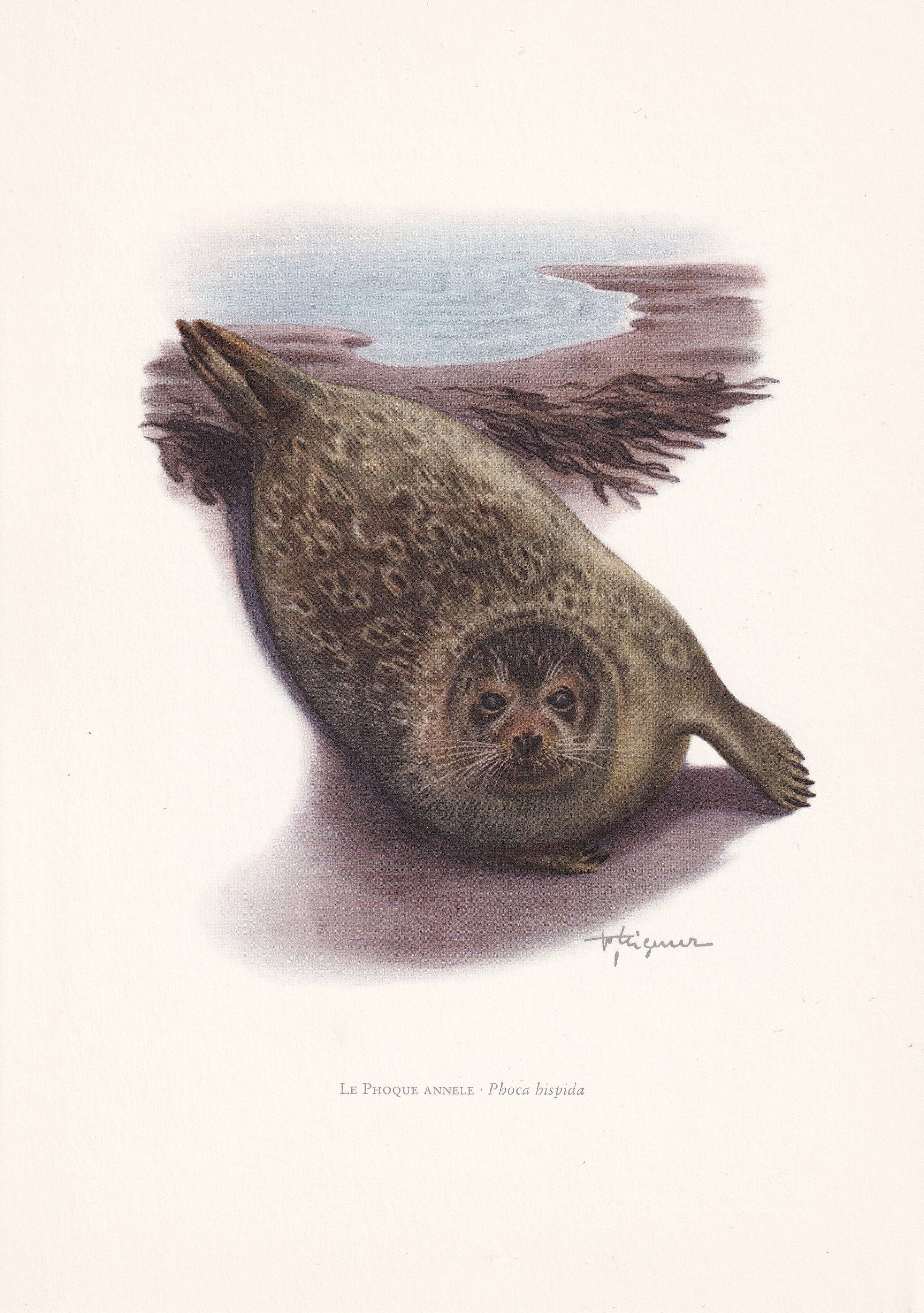 1960 RINGED SEAL Print - Vintage Animal Print - Animal Illustration - Animal Wall Art - Vintage Mammal Print - 7.5 x 10.6 Inc
