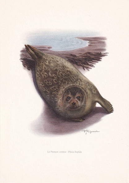 1960 RINGED SEAL Print - Vintage Animal Print - Animal Illustration - Animal Wall Art - Vintage Mammal Print - 7.5 x 10.6 Inc