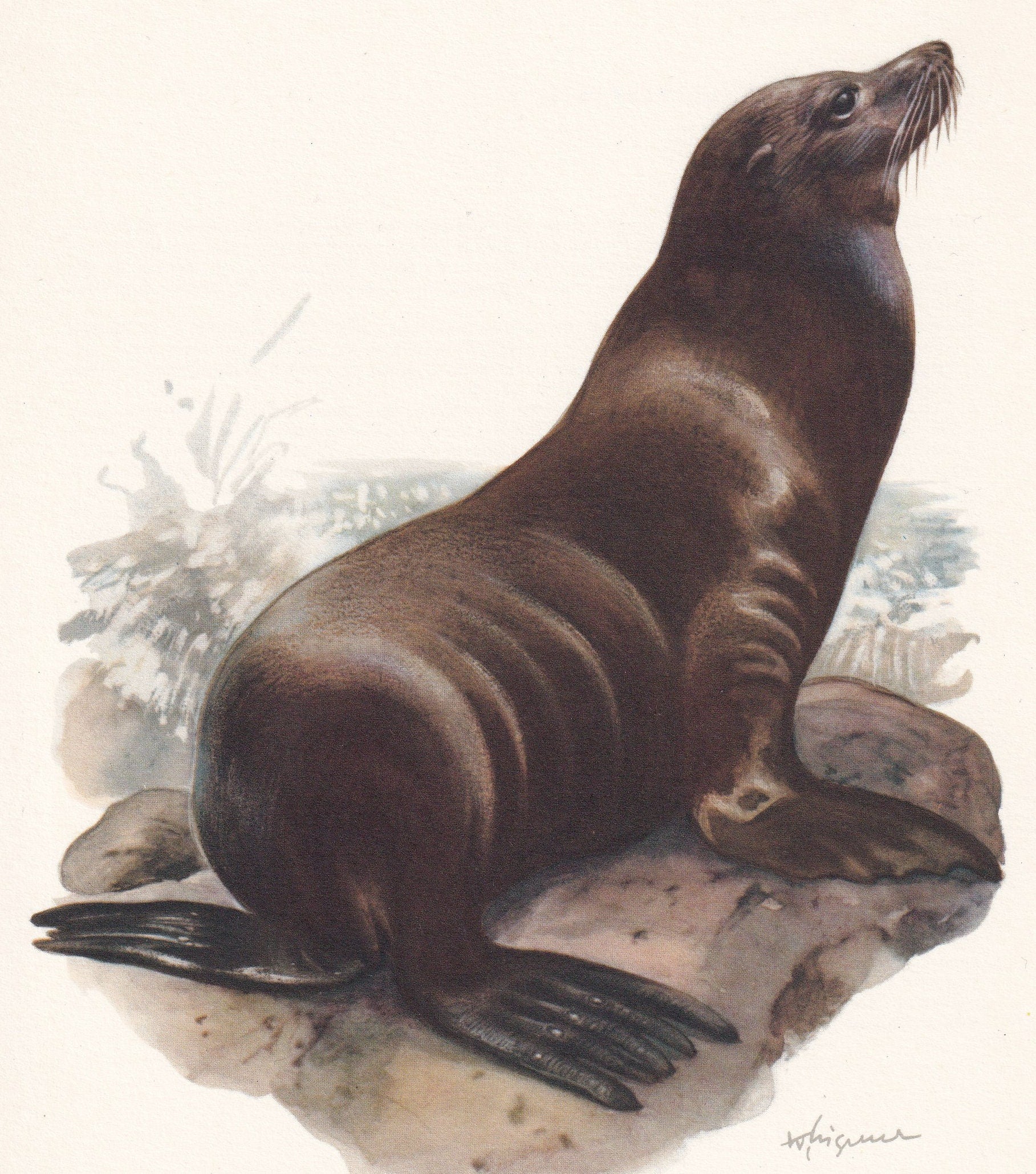 1960 CALIFORNIA SEA LION Print - Vintage Animal Print - Animal Illustration - Animal Wall Art - Vintage Mammal Print - 7.5 x 