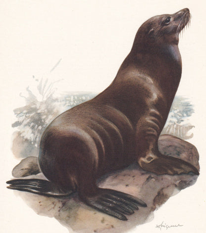 1960 CALIFORNIA SEA LION Print - Vintage Animal Print - Animal Illustration - Animal Wall Art - Vintage Mammal Print - 7.5 x 
