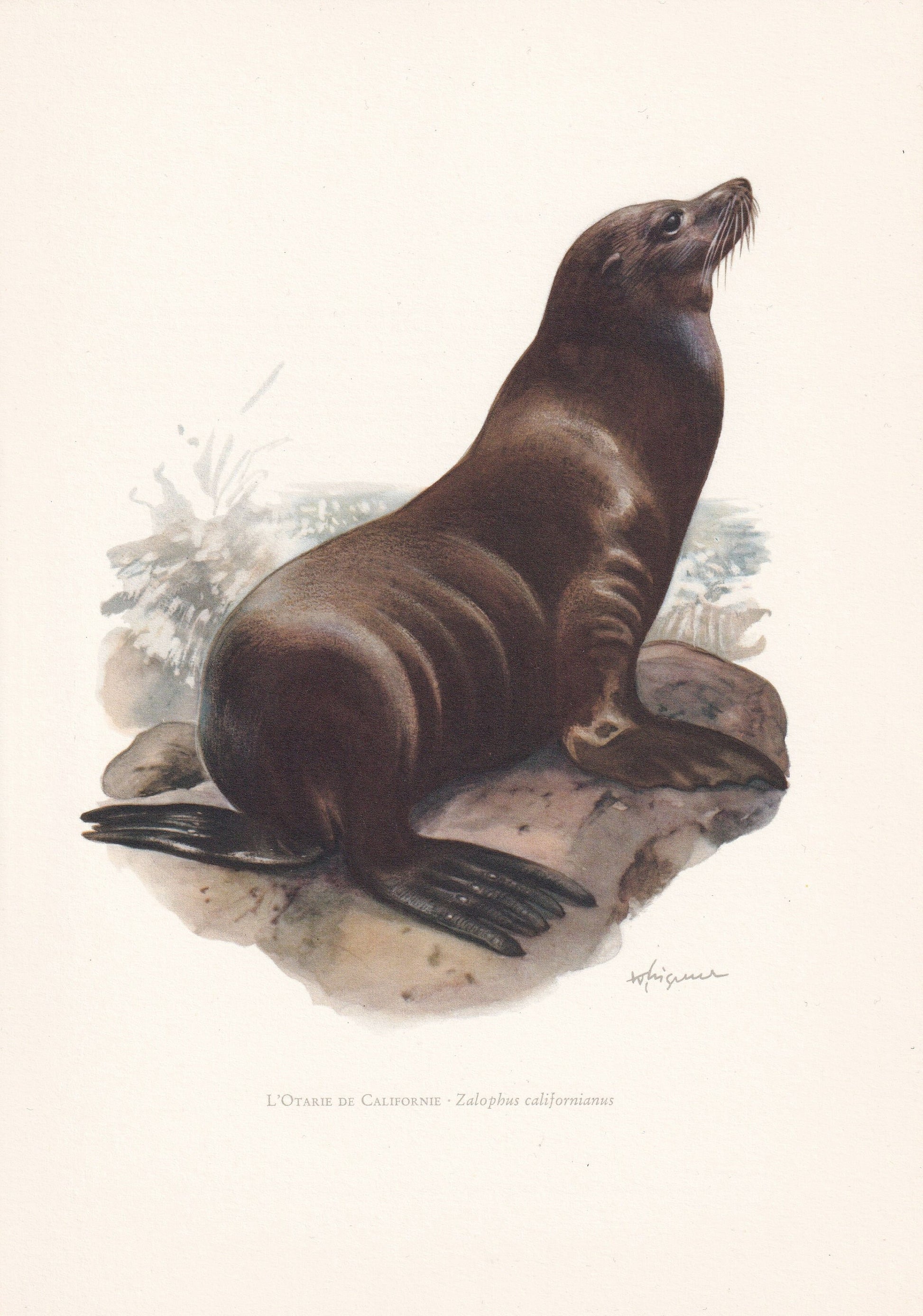1960 CALIFORNIA SEA LION Print - Vintage Animal Print - Animal Illustration - Animal Wall Art - Vintage Mammal Print - 7.5 x 