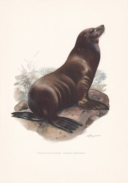 1960 CALIFORNIA SEA LION Print - Vintage Animal Print - Animal Illustration - Animal Wall Art - Vintage Mammal Print - 7.5 x 