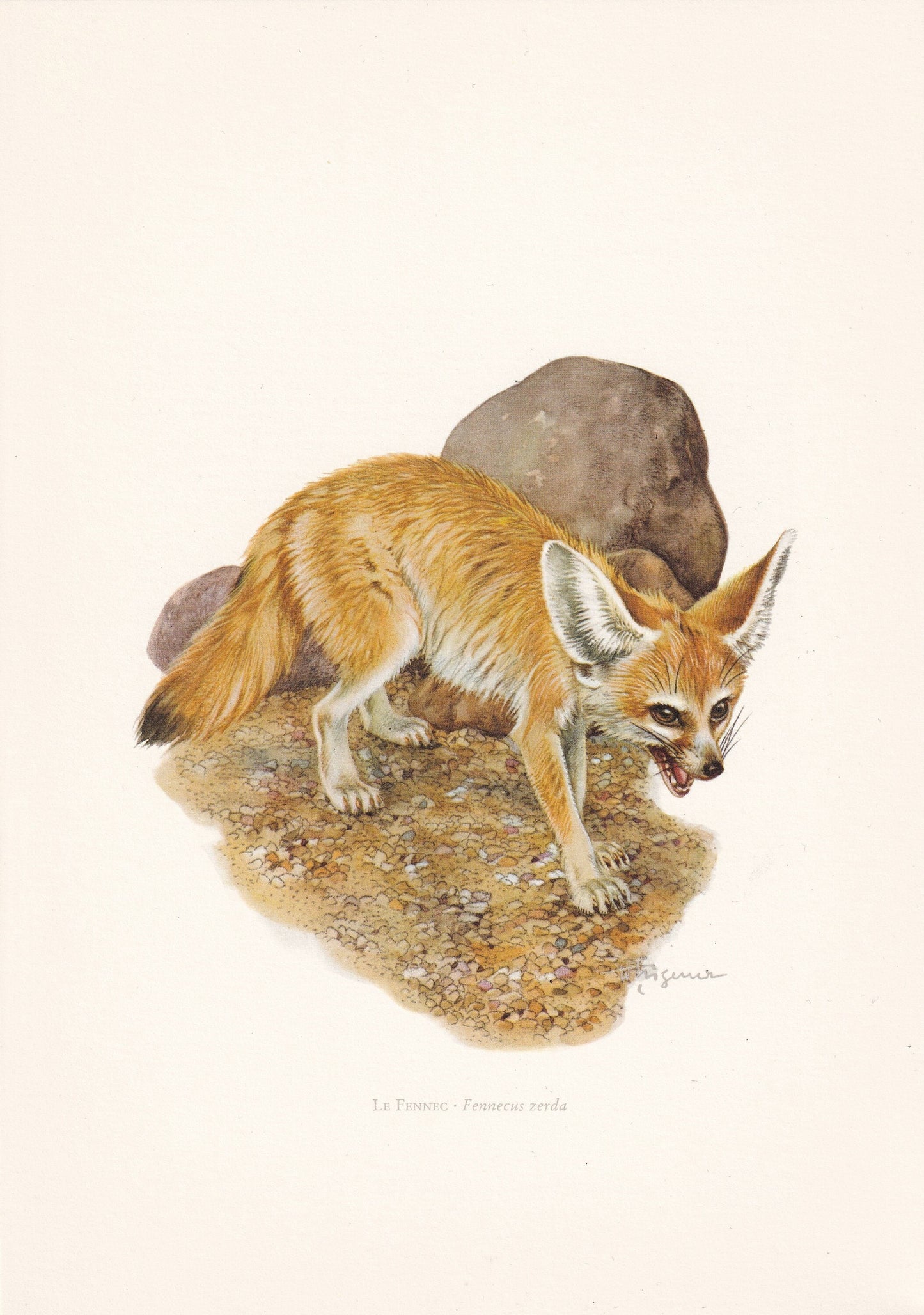 1960 FENNEC FOX Print - Vintage Animal Print - Animal Illustration - Animal Wall Art - Vintage Mammal Print - 7.5 x 10.6 Inch