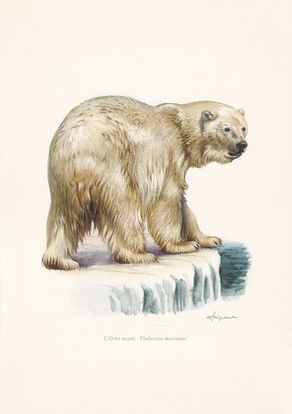 1960 POLAR BEAR Print - Vintage Animal Print - Animal Illustration - Animal Wall Art - Vintage Mammal Print - 7.5 x 10.6 Inch