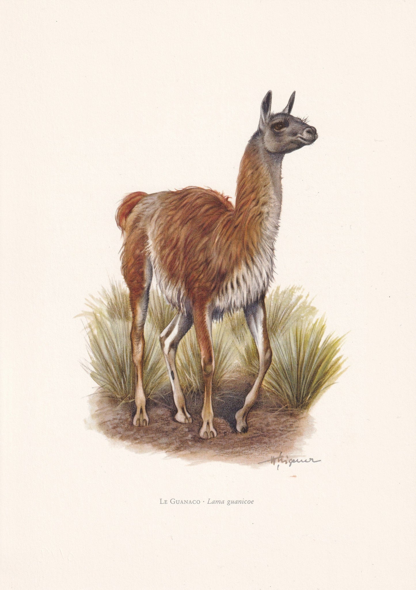 1960 GUANACO Print - Vintage Animal Print - Animal Illustration - Animal Wall Art - Vintage Mammal Print - 7.5 x 10.6 Inches