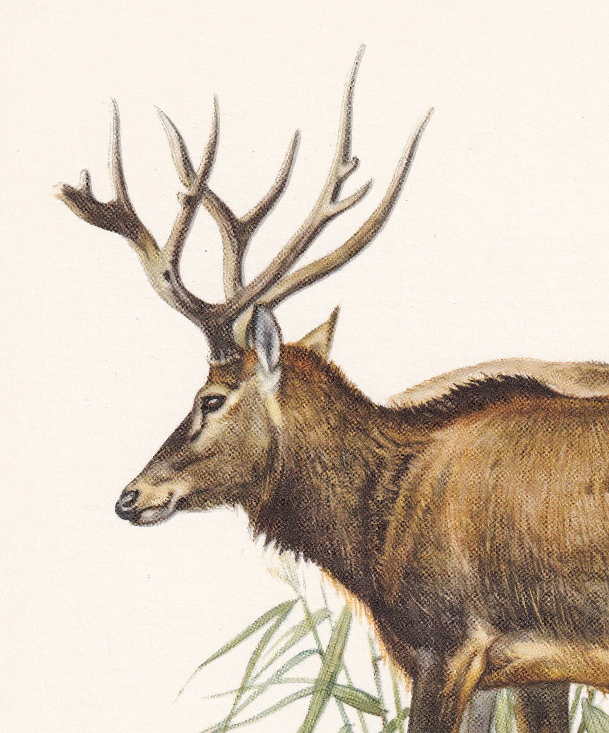 1960 PERE DAVID'S DEER Print - Vintage Animal Print - Animal Illustration - Animal Wall Art - Vintage Mammal Print - 7.5 x 10