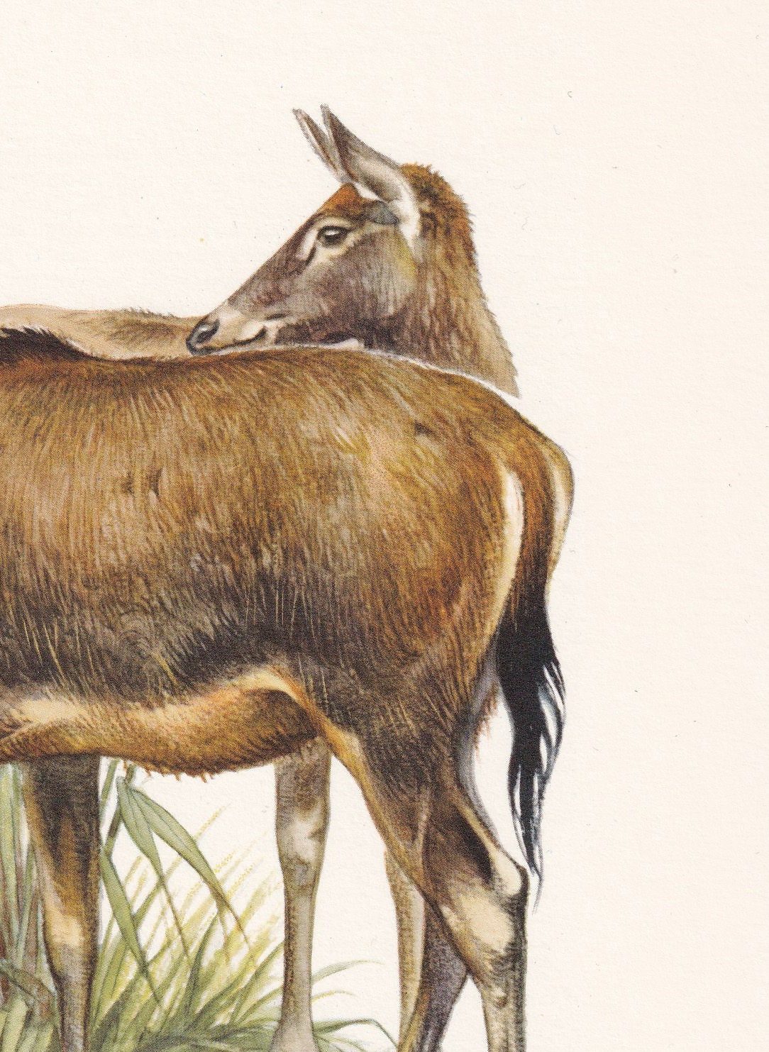 1960 PERE DAVID'S DEER Print - Vintage Animal Print - Animal Illustration - Animal Wall Art - Vintage Mammal Print - 7.5 x 10