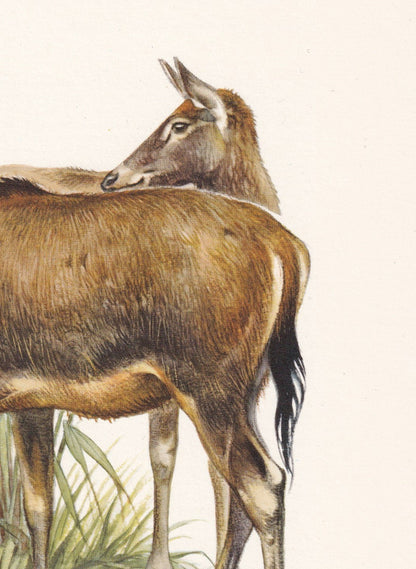 1960 PERE DAVID'S DEER Print - Vintage Animal Print - Animal Illustration - Animal Wall Art - Vintage Mammal Print - 7.5 x 10