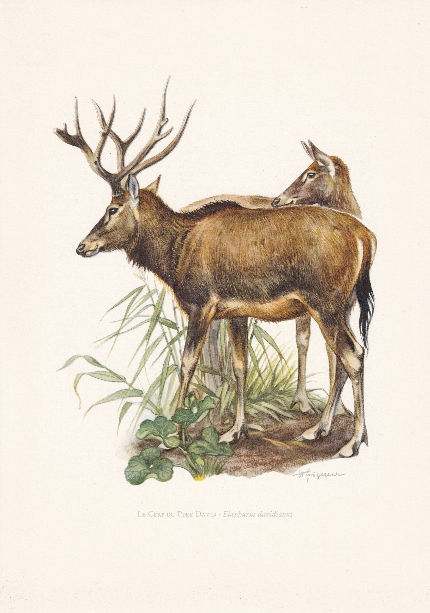 1960 PERE DAVID'S DEER Print - Vintage Animal Print - Animal Illustration - Animal Wall Art - Vintage Mammal Print - 7.5 x 10