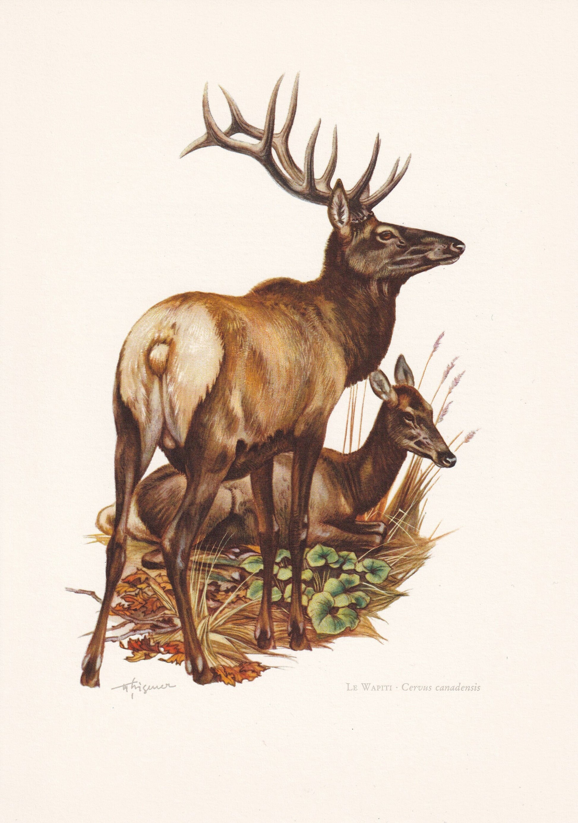 1960 ELK aka WAPITI Print - Vintage Animal Print - Animal Illustration - Animal Wall Art - Vintage Mammal Print - 7.5 x 10.6 Inches