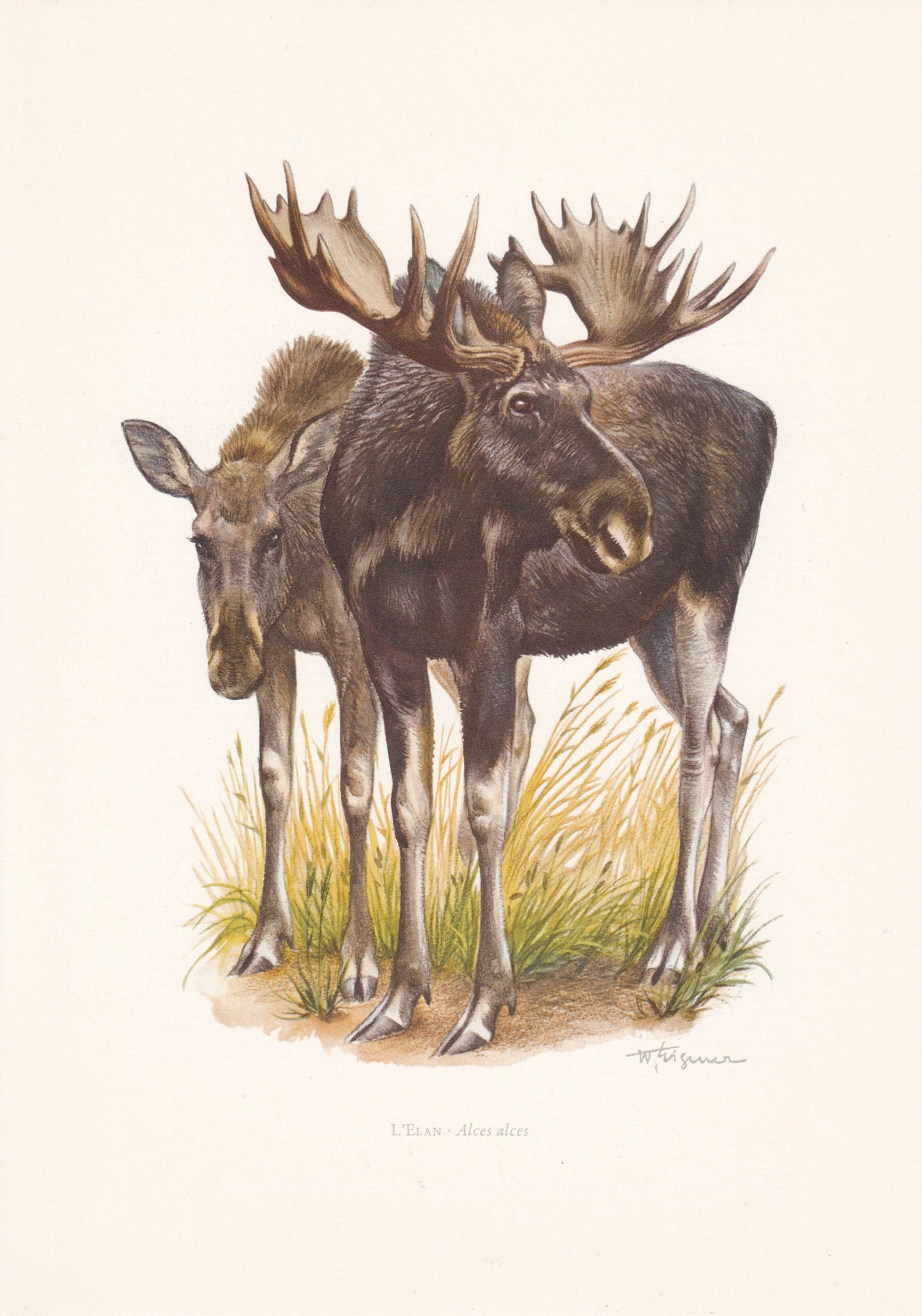 1960 MOOSE Print - Vintage Animal Print - Animal Illustration - Animal Wall Art - Vintage Mammal Print - 7.5 x 10.6 Inches