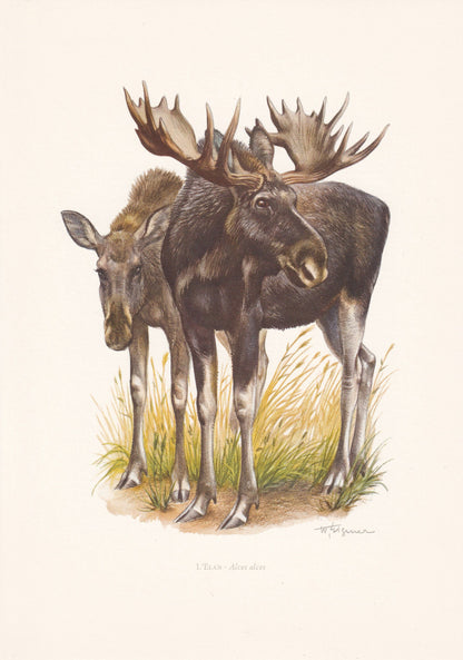 1960 MOOSE Print - Vintage Animal Print - Animal Illustration - Animal Wall Art - Vintage Mammal Print - 7.5 x 10.6 Inches
