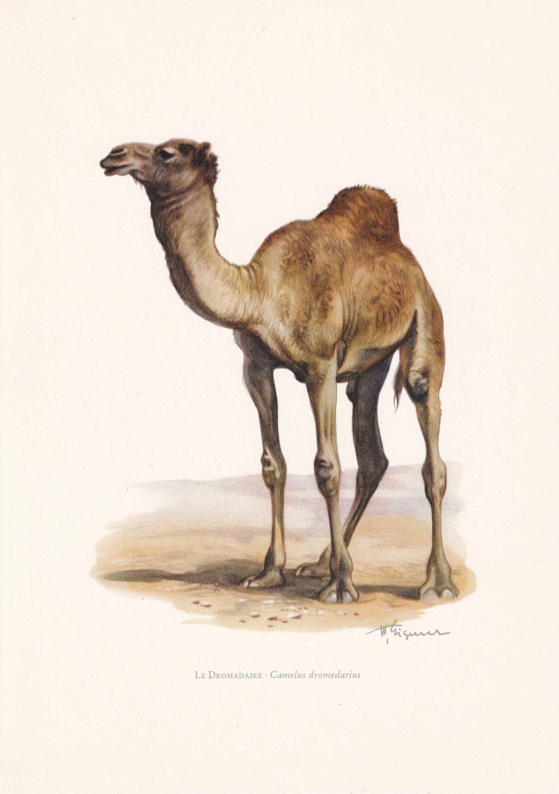 1960 DROMEDARY CAMEL Print - Vintage Animal Print - Animal Illustration - Animal Wall Art - Vintage Mammal Print - 7.5 x 10.6