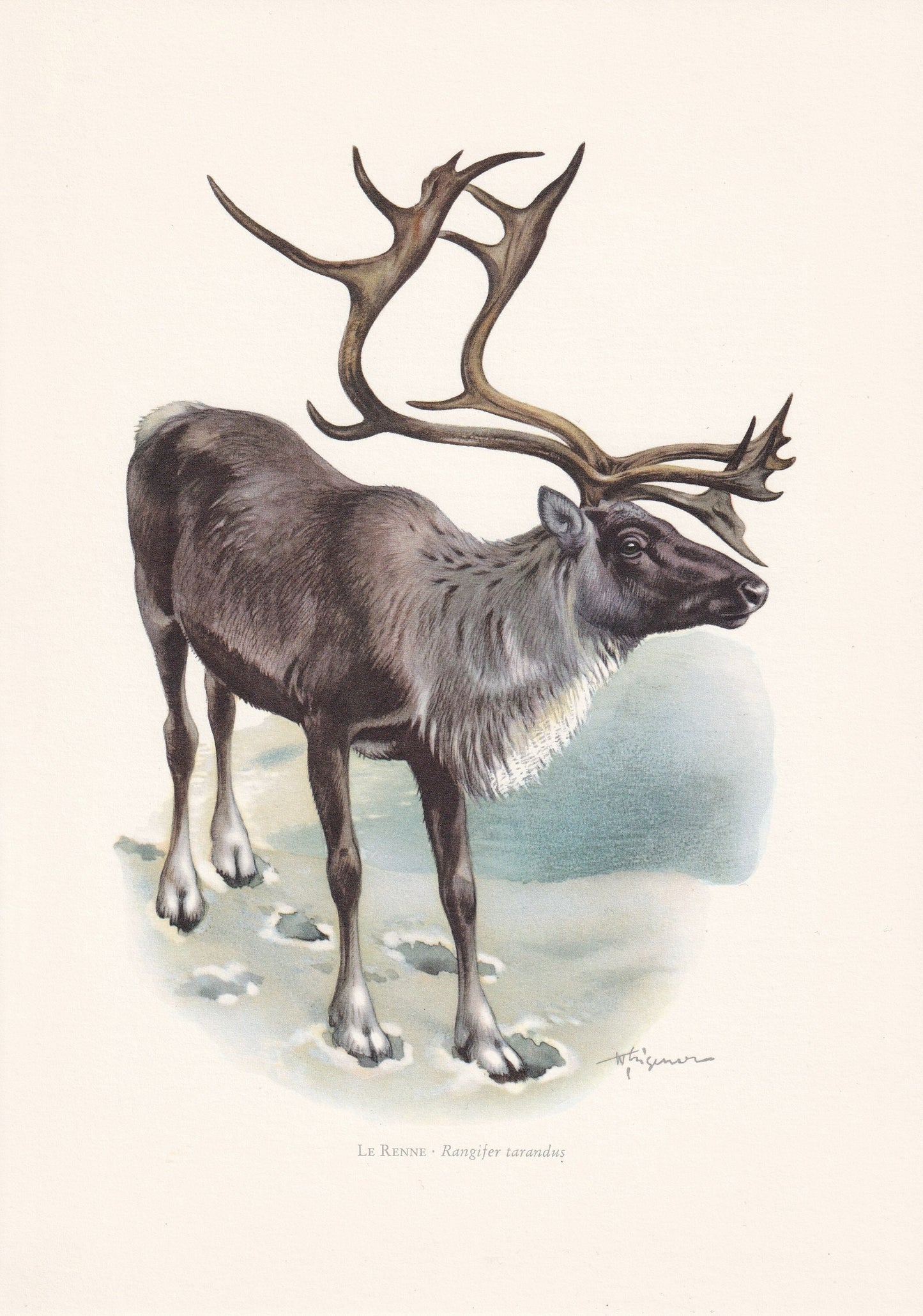 1960 REINDEER aka CARIBOU Print - Vintage Animal Print - Animal Illustration - Animal Wall Art - Christmas Print - 7.5 x 10.6