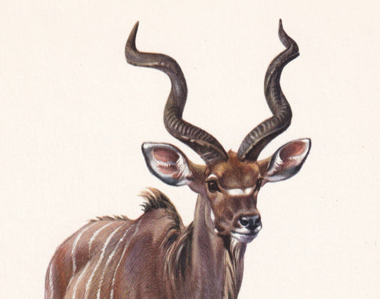 1960 GREATER KUDU Print - Vintage Animal Print - Animal Illustration - Animal Wall Art - Vintage Mammal Print - 7.5 x 10.6 In