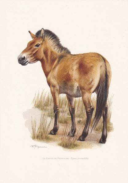 1960 PRZEWALSKI'S HORSE Print - Vintage Animal Print - Animal Illustration - Animal Wall Art - Vintage Mammal Print - 7.5 x 1