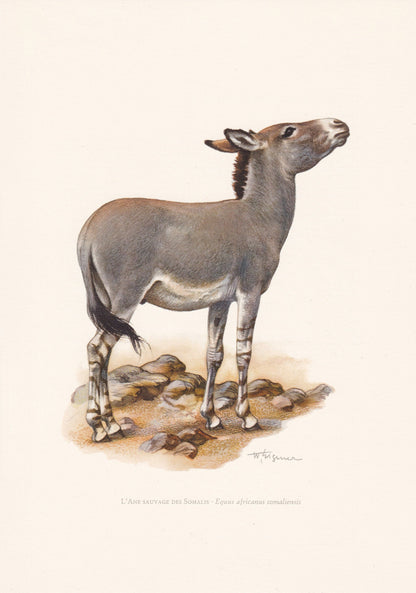 1960 AFRICAN WILD ASS Print - Vintage Animal Print - Animal Illustration - Animal Wall Art - Vintage Mammal Print - 7.5 x 10.