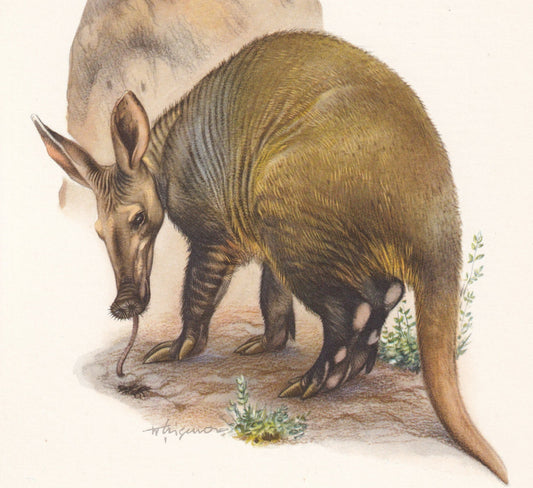 1960 AARDVARK Print - Vintage Animal Print - Animal Illustration - Animal Wall Art - Vintage Mammal Print - 7.5 x 10.6 Inches