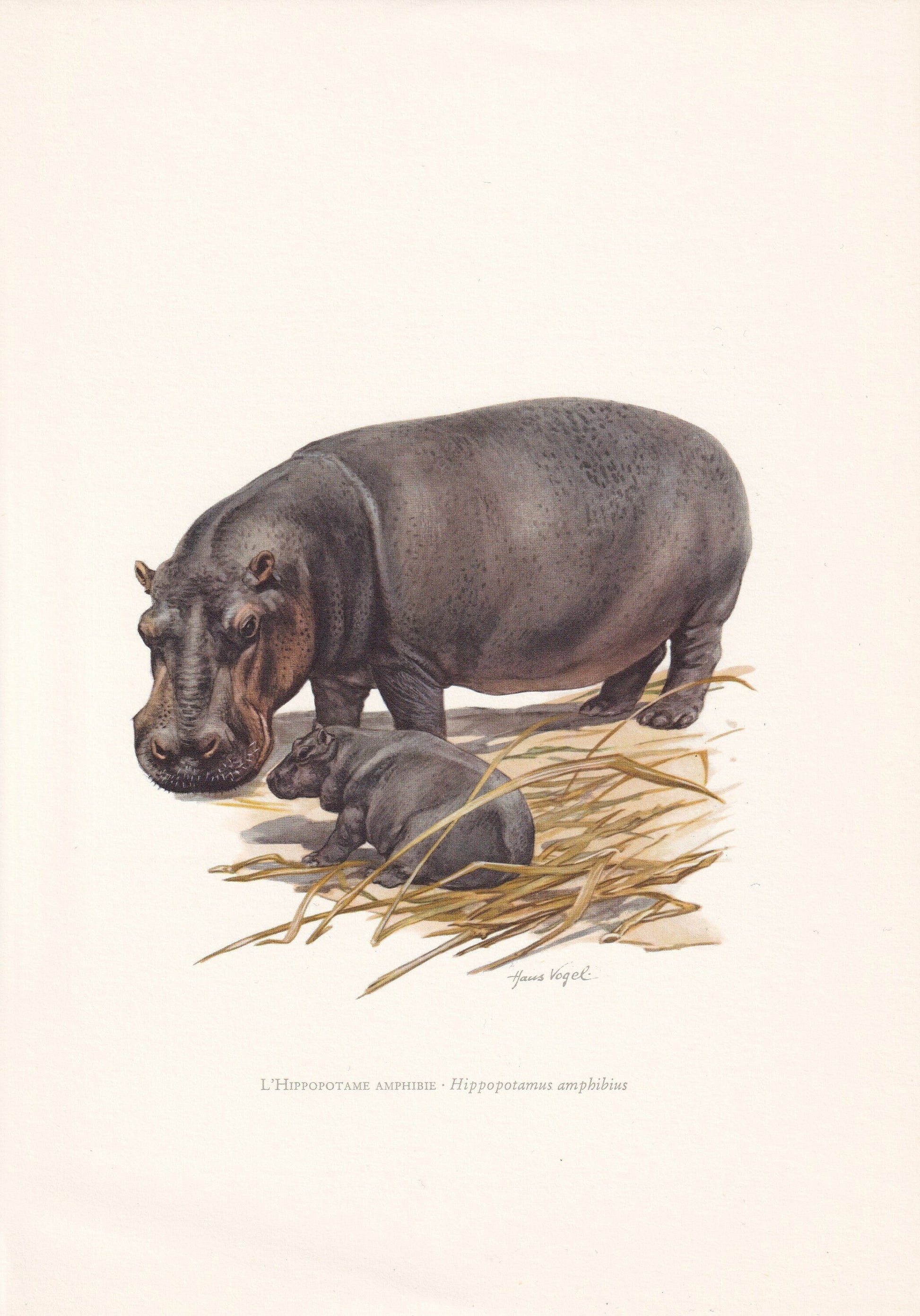 1960 HIPPO Print - Vintage Animal Print - Animal Illustration - Animal Wall Art - Vintage Mammal Print - 7.5 x 10.6 Inches