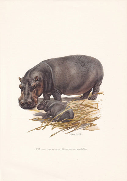 1960 HIPPO Print - Vintage Animal Print - Animal Illustration - Animal Wall Art - Vintage Mammal Print - 7.5 x 10.6 Inches
