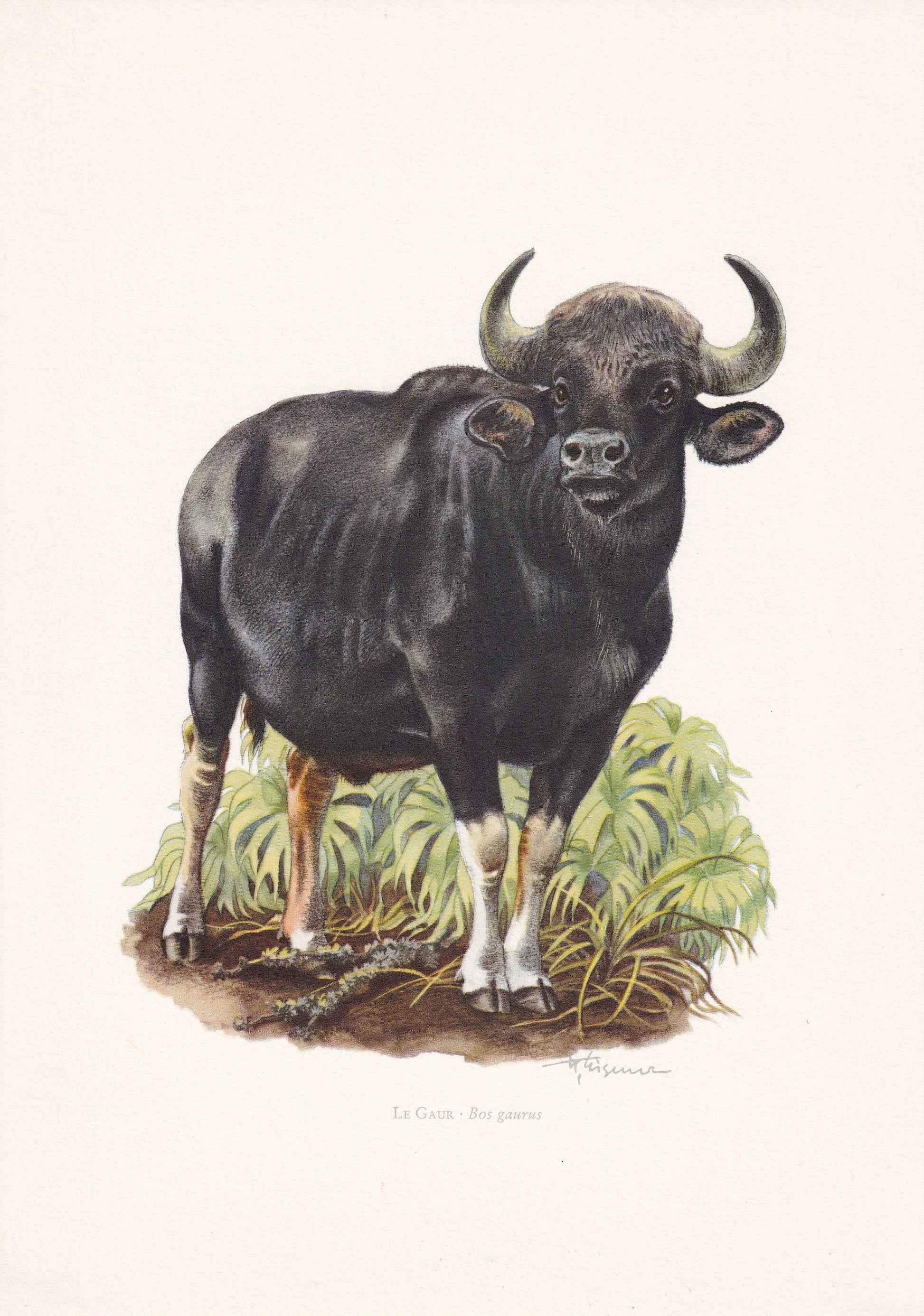 1960 GAUR Print - Vintage Animal Print - Animal Illustration - Animal Wall Art - Vintage Mammal Print - 7.5 x 10.6 Inches