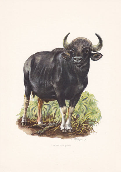 1960 GAUR Print - Vintage Animal Print - Animal Illustration - Animal Wall Art - Vintage Mammal Print - 7.5 x 10.6 Inches
