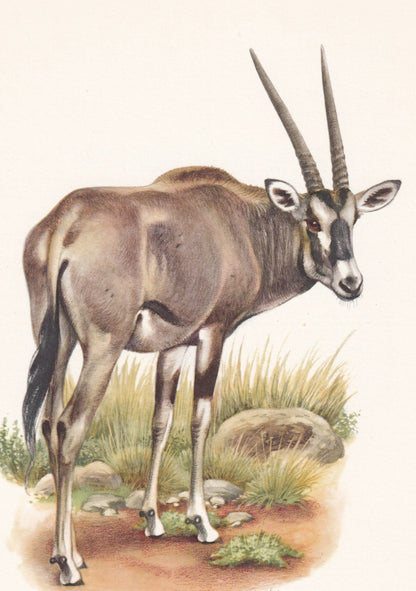 1960 BEISA ORYX Print - Vintage Animal Print - Animal Illustration - Animal Wall Art - Vintage Mammal Print - 7.5 x 10.6 Inch
