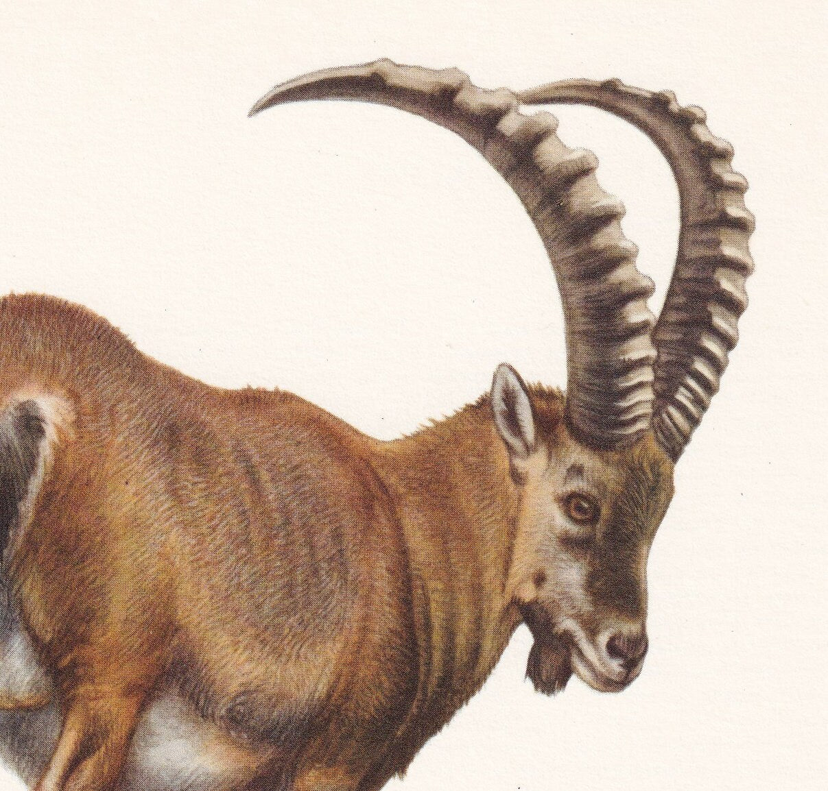 1960 ALPINE IBEX Print - Vintage Animal Print - Animal Illustration - Animal Wall Art - Vintage Mammal Print - 7.5 x 10.6 Inches