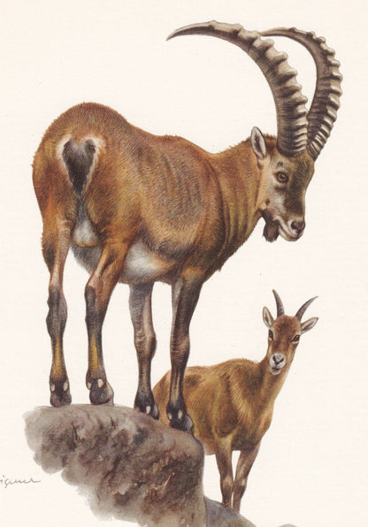 1960 ALPINE IBEX Print - Vintage Animal Print - Animal Illustration - Animal Wall Art - Vintage Mammal Print - 7.5 x 10.6 Inc