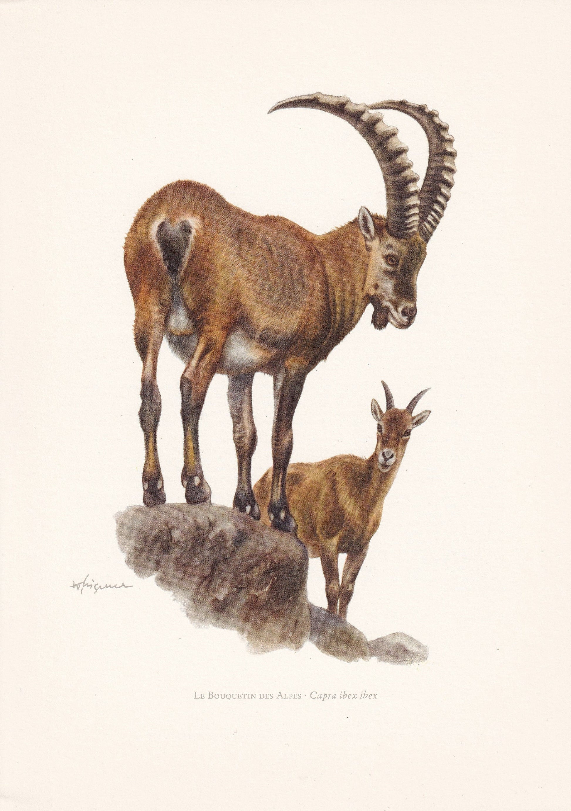 1960 ALPINE IBEX Print - Vintage Animal Print - Animal Illustration - Animal Wall Art - Vintage Mammal Print - 7.5 x 10.6 Inc