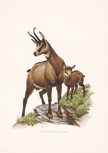 1960 CHAMOIS Print - Vintage Animal Print - Animal Illustration - Animal Wall Art - Vintage Mammal Print - 7.5 x 10.6 Inches