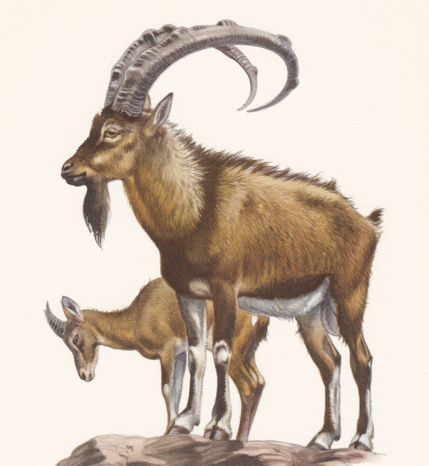 1960 WILD GOAT Print - Vintage Animal Print - Animal Illustration - Animal Wall Art - Vintage Mammal Print - 7.5 x 10.6 Inche