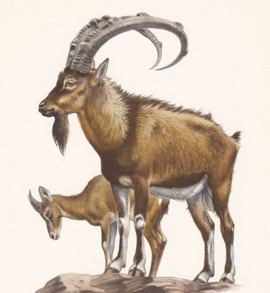 1960 WILD GOAT Print - Vintage Animal Print - Animal Illustration - Animal Wall Art - Vintage Mammal Print - 7.5 x 10.6 Inche