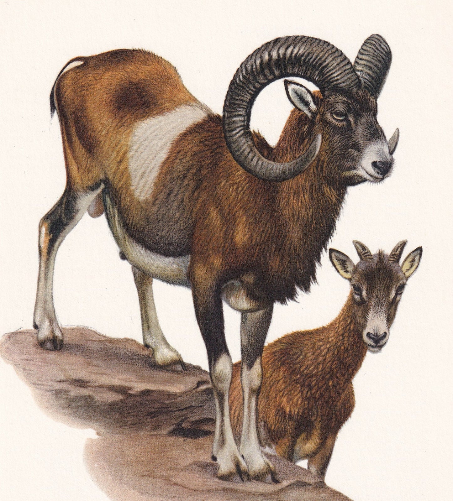 1960 MOUFLON Print - Vintage Animal Print - Animal Illustration - Animal Wall Art - Vintage Mammal Print - 7.5 x 10.6 Inches