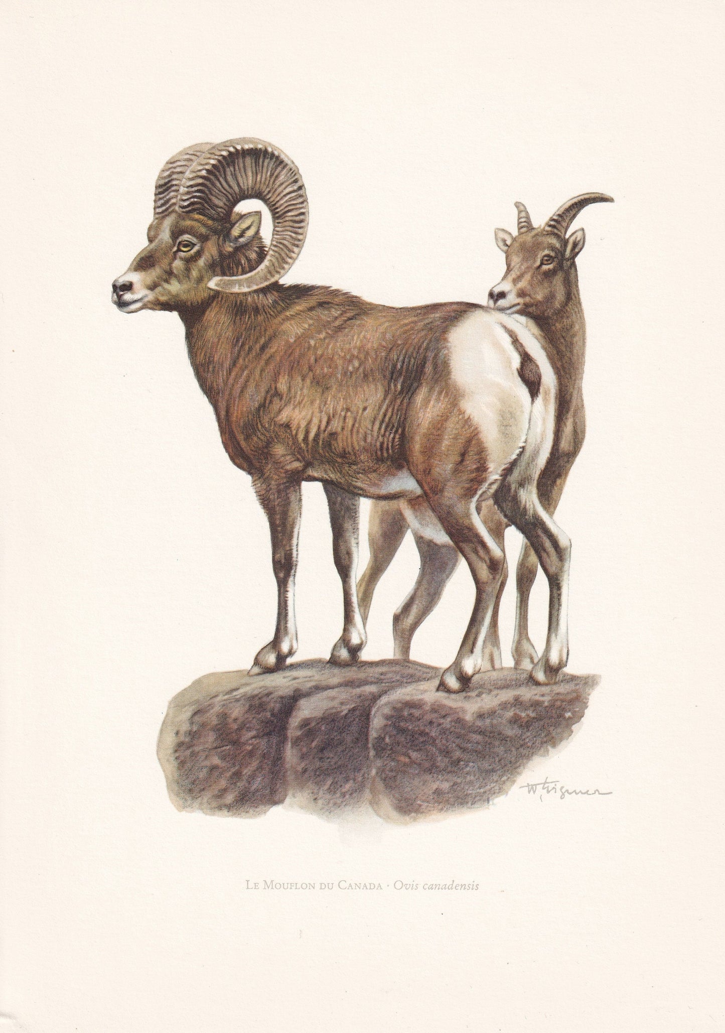 1960 BIGHORN SHEEP Print - Vintage Animal Print - Animal Illustration - Animal Wall Art - Vintage Mammal Print - 7.5 x 10.6 I