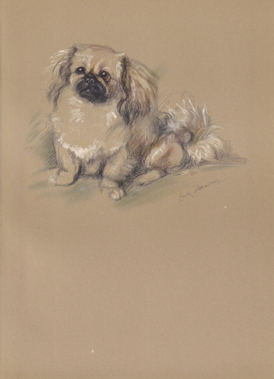 1946 PEKINGESE DOG Print - Lucy Dawson - Pekingese Art - Original Antique Dog Print - Dog Wall Art - Dog Gift - 7 x 9.5 Inches