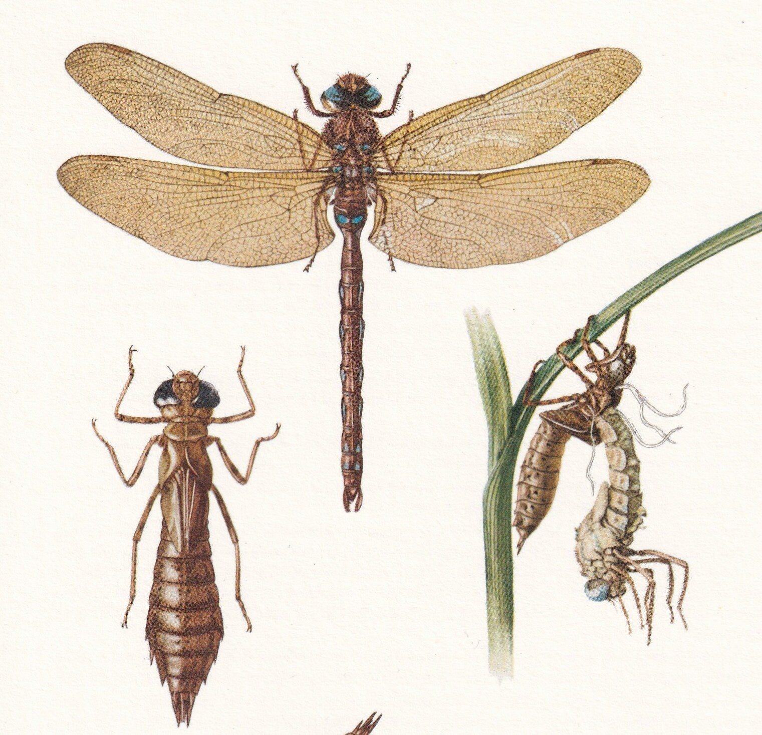 1960 DRAGONFLY Print - Vintage Insect Print - Bugs Illustration - Brown Hawker, Broad-Bodied Chaser - Vintage Entomology Prin