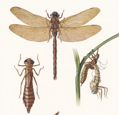 1960 DRAGONFLY Print - Vintage Insect Print - Bugs Illustration - Brown Hawker, Broad-Bodied Chaser - Vintage Entomology Prin