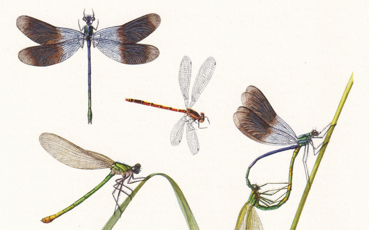 1960 DRAGONFLY & DEMOISELLE Print - Vintage Insect Print - Bugs Illustration - Insect Wall Art - Vintage Entomology Print - 6