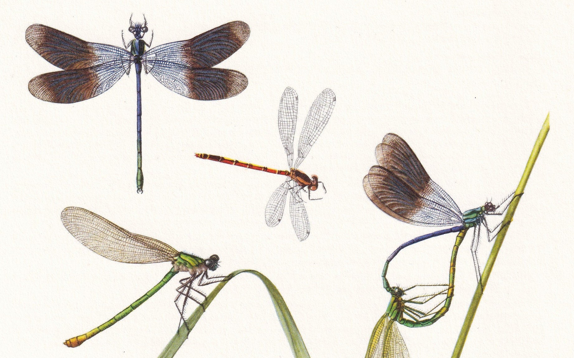 1960 DRAGONFLY & DEMOISELLE Print - Vintage Insect Print - Bugs Illustration - Insect Wall Art - Vintage Entomology Print - 6