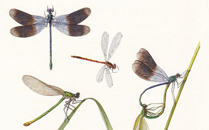 1960 DRAGONFLY & DEMOISELLE Print - Vintage Insect Print - Bugs Illustration - Insect Wall Art - Vintage Entomology Print - 6