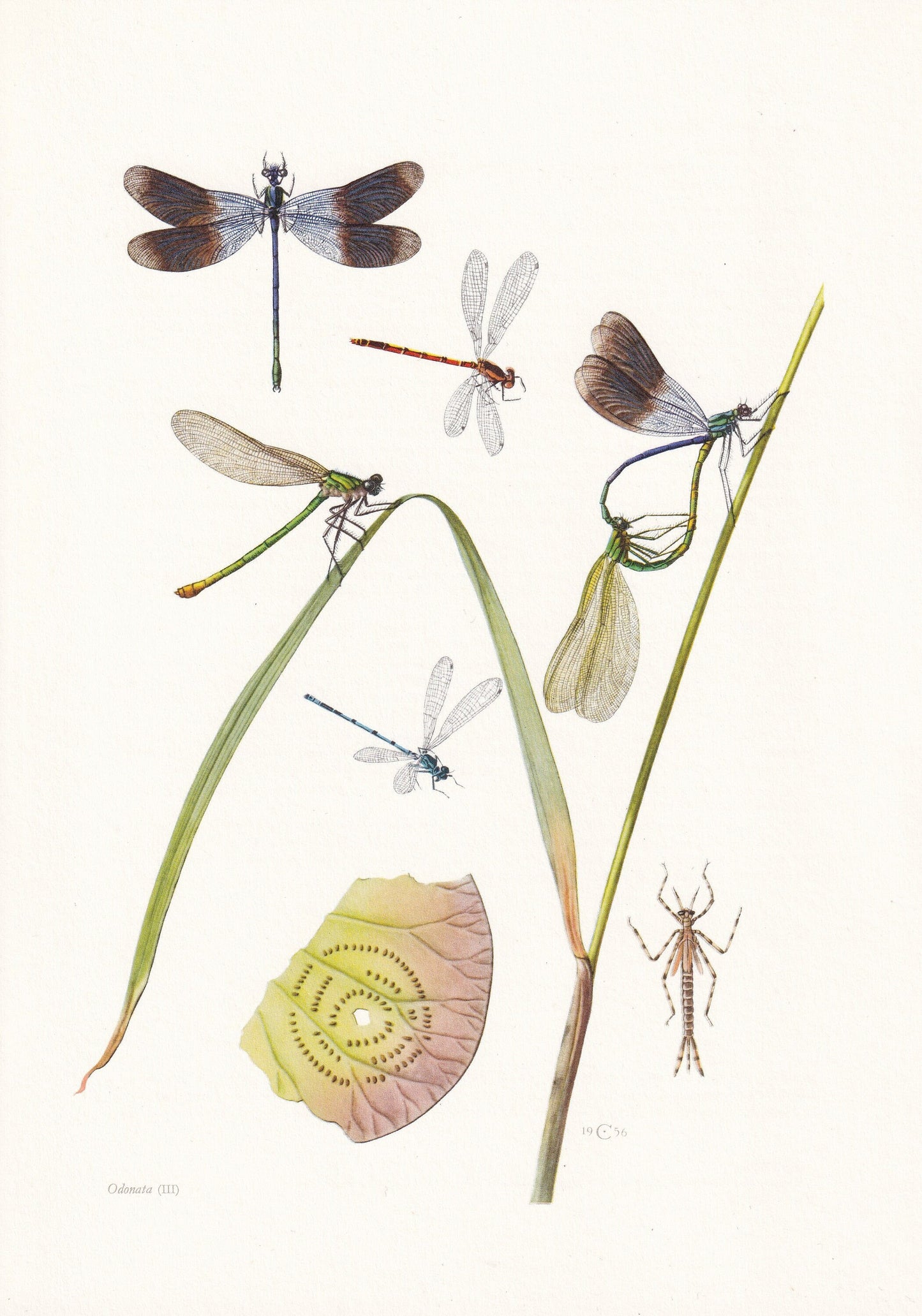 1960 DRAGONFLY & DEMOISELLE Print - Vintage Insect Print - Bugs Illustration - Insect Wall Art - Vintage Entomology Print - 6