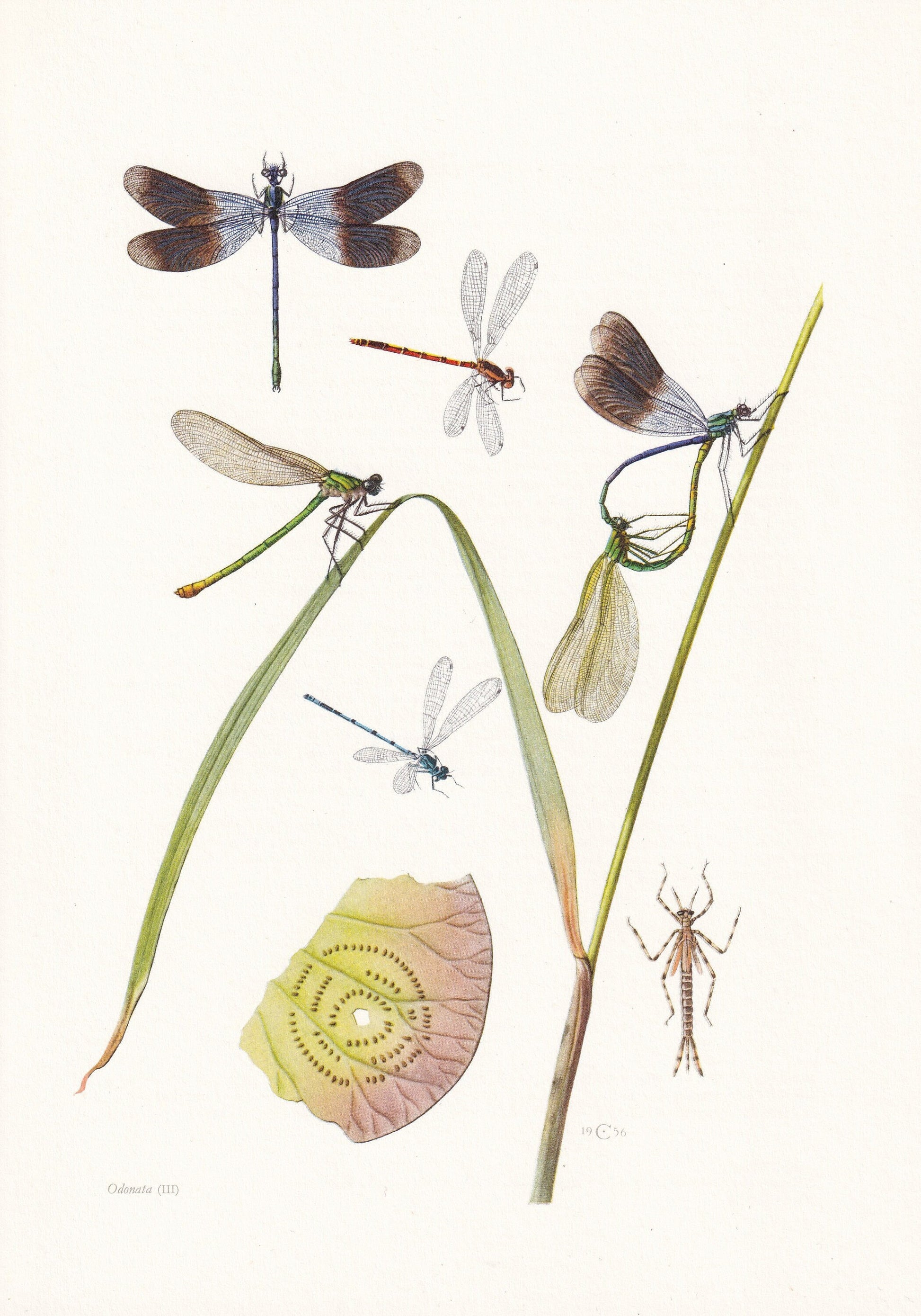 1960 DRAGONFLY & DEMOISELLE Print - Vintage Insect Print - Bugs Illustration - Insect Wall Art - Vintage Entomology Print - 6