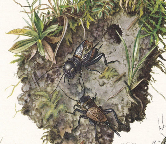 1960 CRICKETS Print - Vintage Insect Print - Bugs Illustration - Insect Wall Art - Vintage Entomology Print - 7.5 x 10.6 Inch