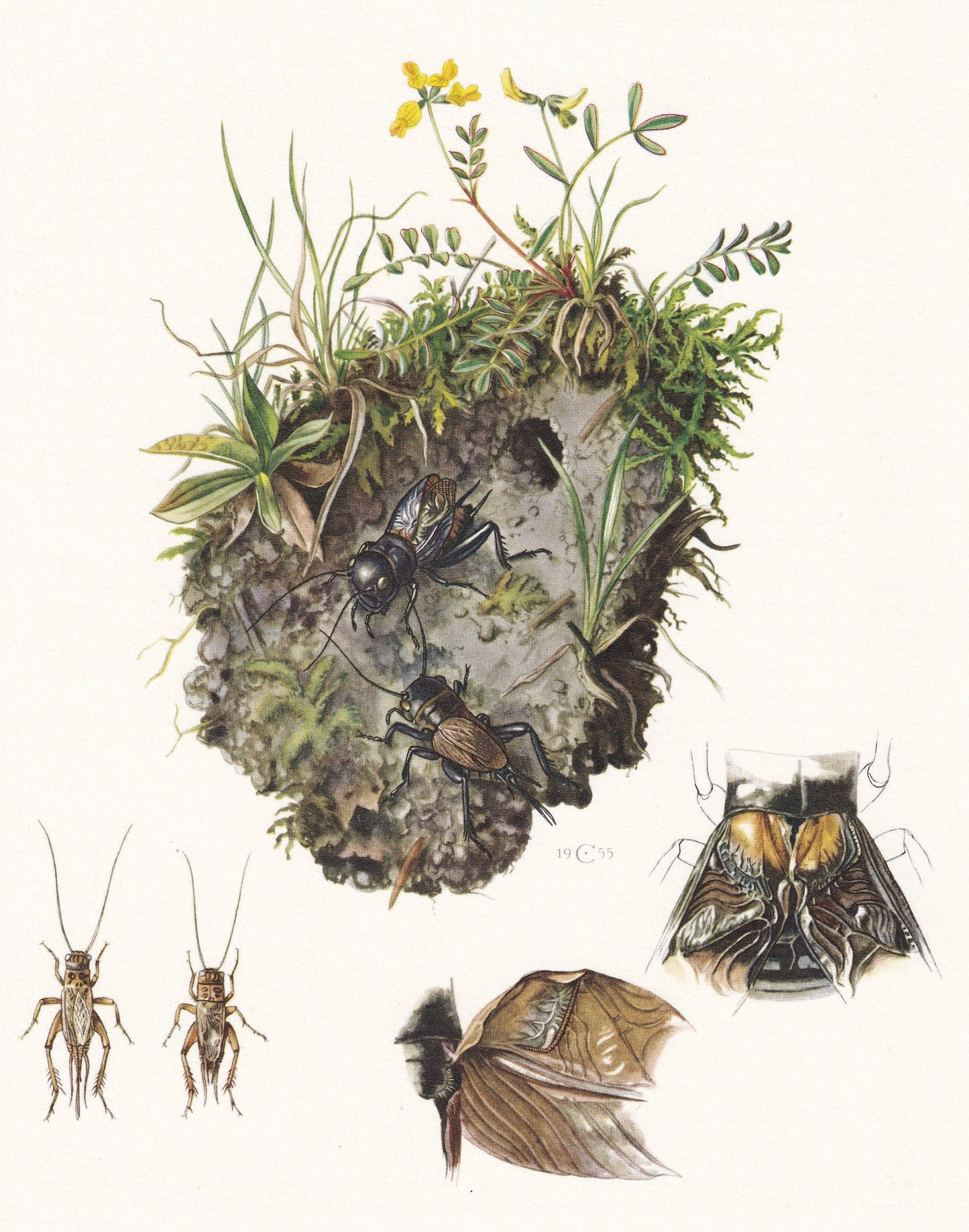 1960 CRICKETS Print - Vintage Insect Print - Bugs Illustration - Insect Wall Art - Vintage Entomology Print - 7.5 x 10.6 Inch