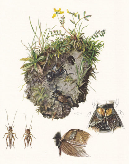 1960 CRICKETS Print - Vintage Insect Print - Bugs Illustration - Insect Wall Art - Vintage Entomology Print - 7.5 x 10.6 Inch