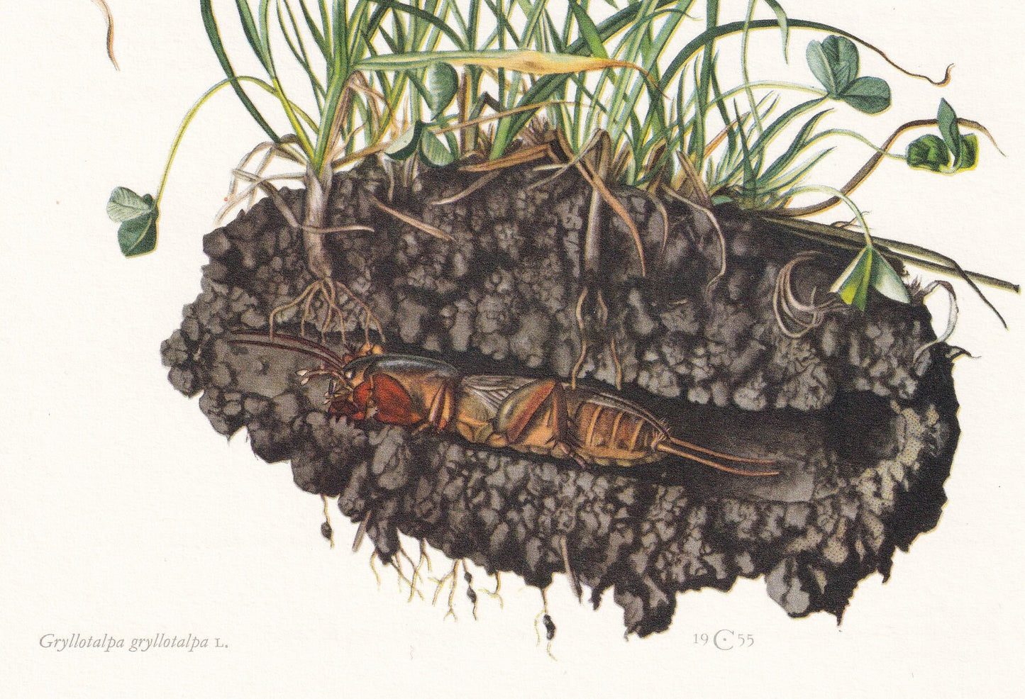 1960 MOLE CRICKET Print - Vintage Insect Print - Bugs Illustration - Insect Wall Art - Vintage Entomology Print - 7.5 x 10.6 