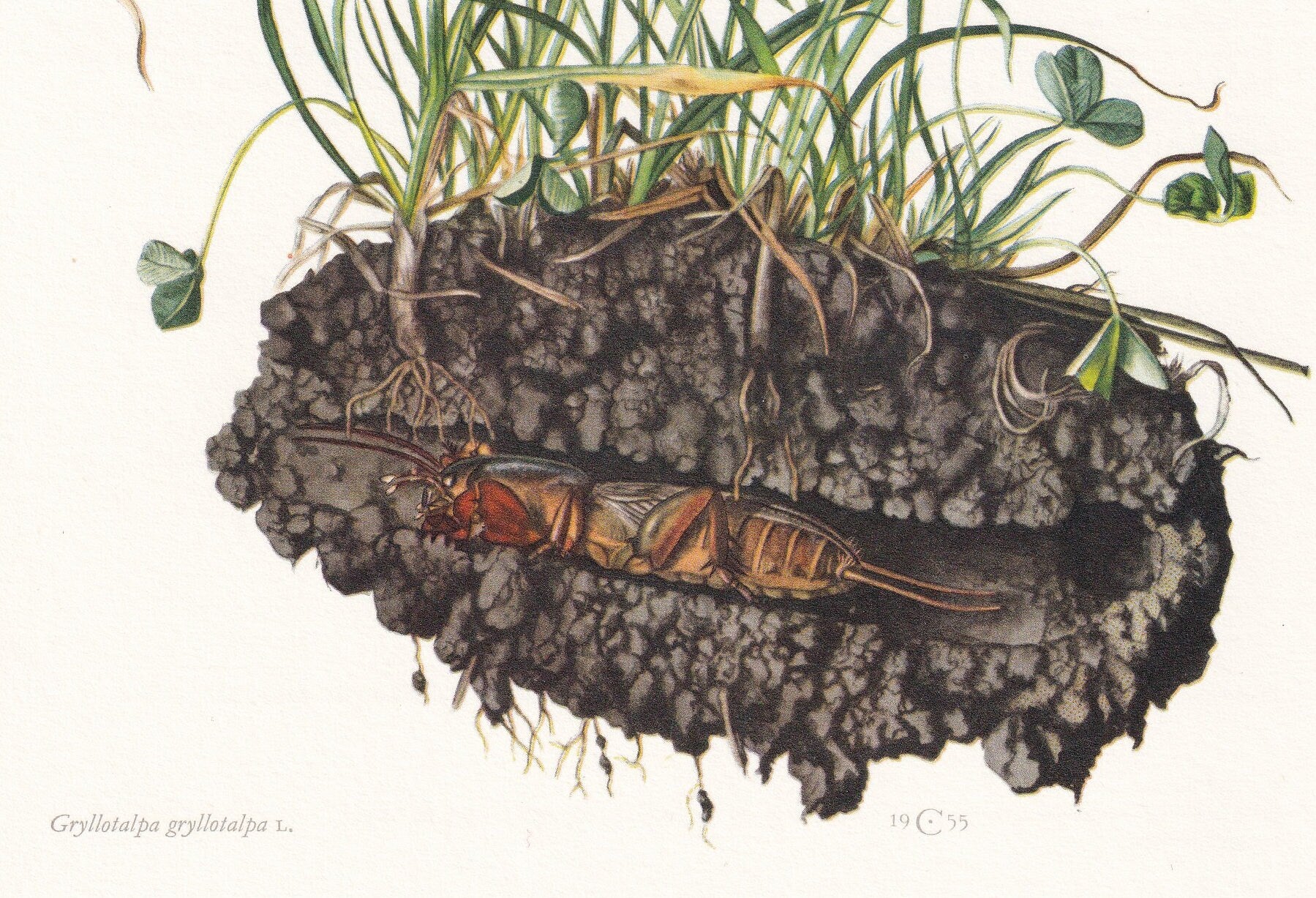 1960 MOLE CRICKET Print - Vintage Insect Print - Bugs Illustration - Insect Wall Art - Vintage Entomology Print - 7.5 x 10.6 