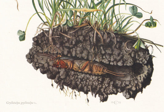 1960 MOLE CRICKET Print - Vintage Insect Print - Bugs Illustration - Insect Wall Art - Vintage Entomology Print - 7.5 x 10.6 