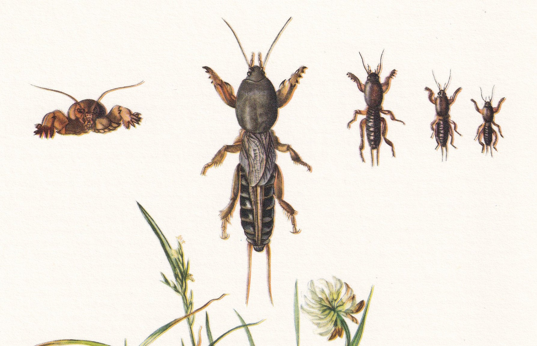 1960 MOLE CRICKET Print - Vintage Insect Print - Bugs Illustration - Insect Wall Art - Vintage Entomology Print - 7.5 x 10.6 